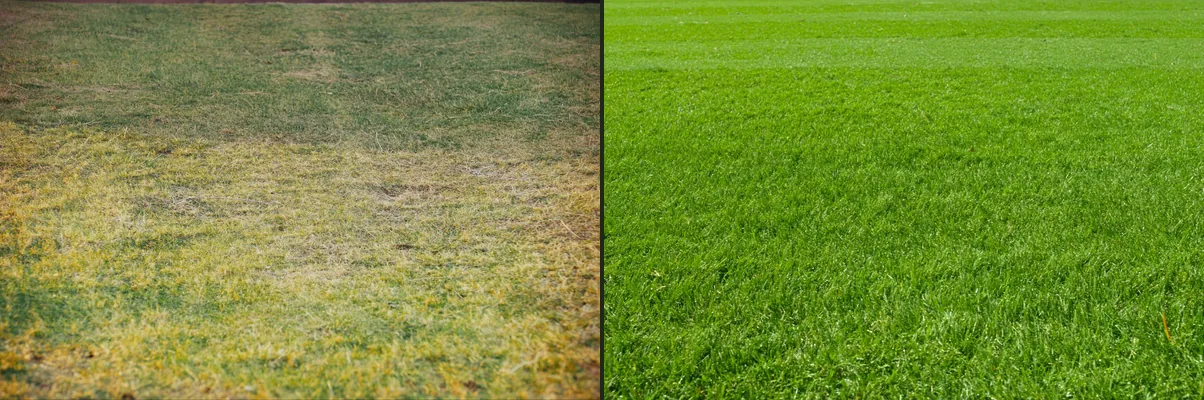 LawnFlex before and after progress photo comparison