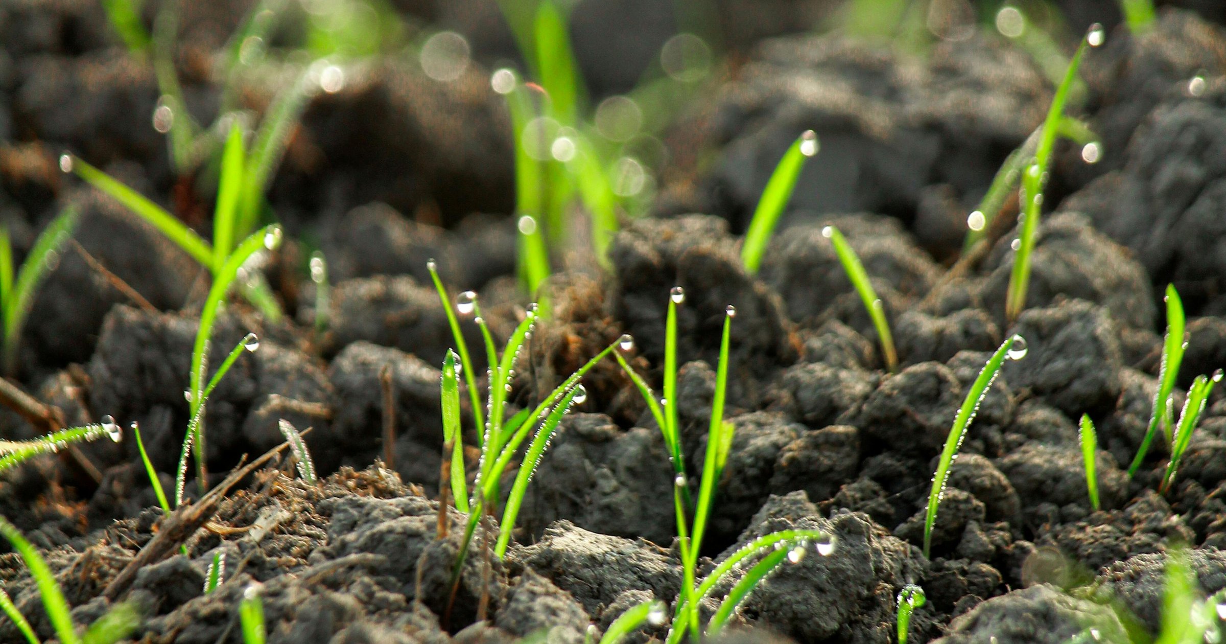 Fine green grass seedlings emerging from dark, dew-covered soil in early morning light, illustrating cool-season grass establishing during the autumn overseed window.